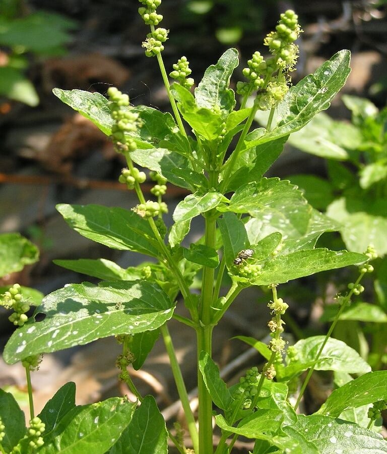 Tuinbingelkruid (Mercurialis annua) zaden