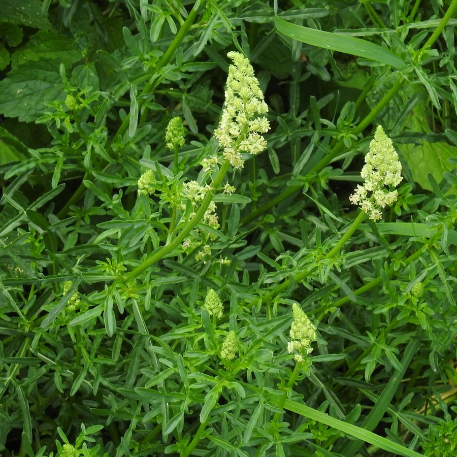 Wilde reseda (Reseda lutea) zaden