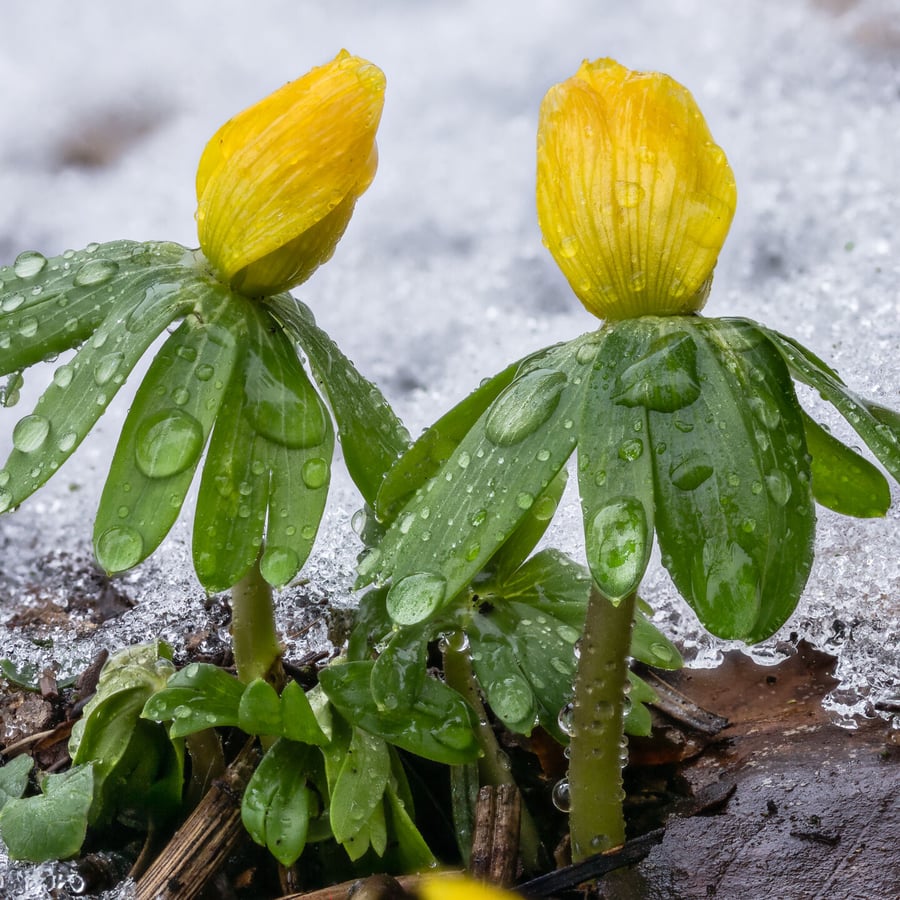 Winterakoniet (Eranthis hyemalis) zaden