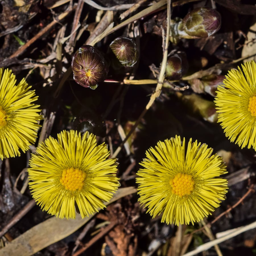 Klein hoefblad (Tussilago farfara) zaden