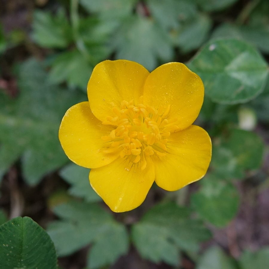 Kruipende boterbloem (Ranunculus repens) zaden