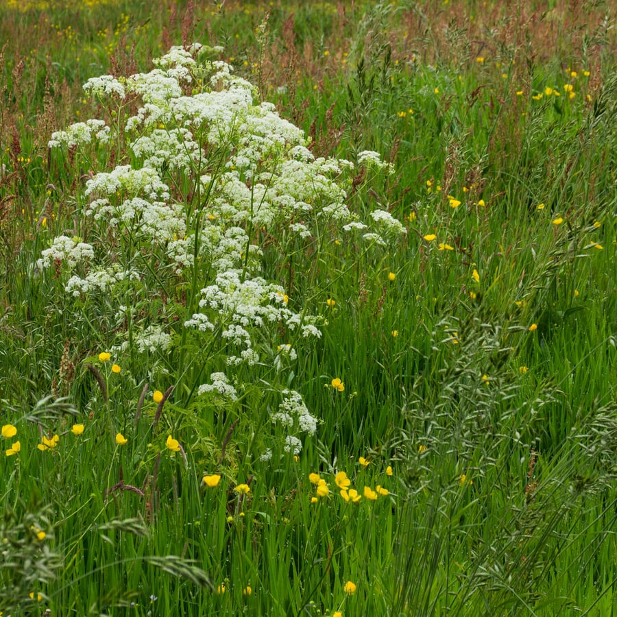 Fluitenkruid (Anthriscus sylvestris) zaden