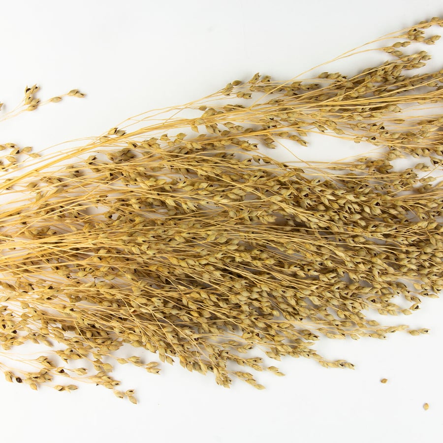 Pluimgierst (Panicum miliaceum) zaden
