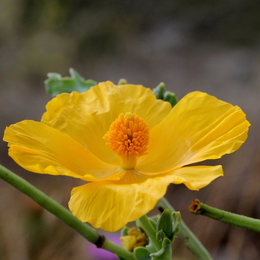 Gele hoornpapaver (Glaucium flavum) zaden