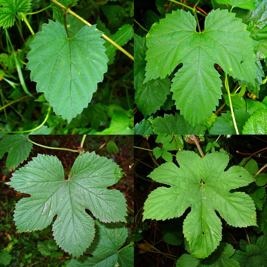 Hop (Humulus lupulus) zaden
