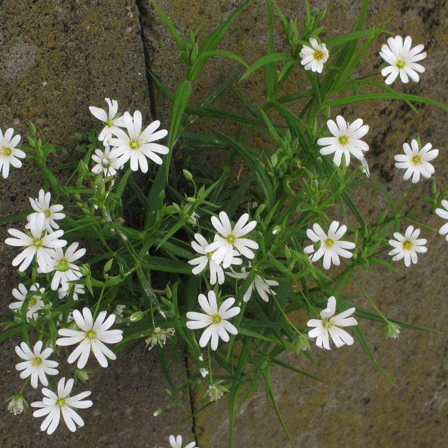 Grote muur (Stellaria holostea) zaden