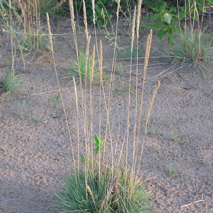Blauw fakkelgras (Koeleria glauca) zaden