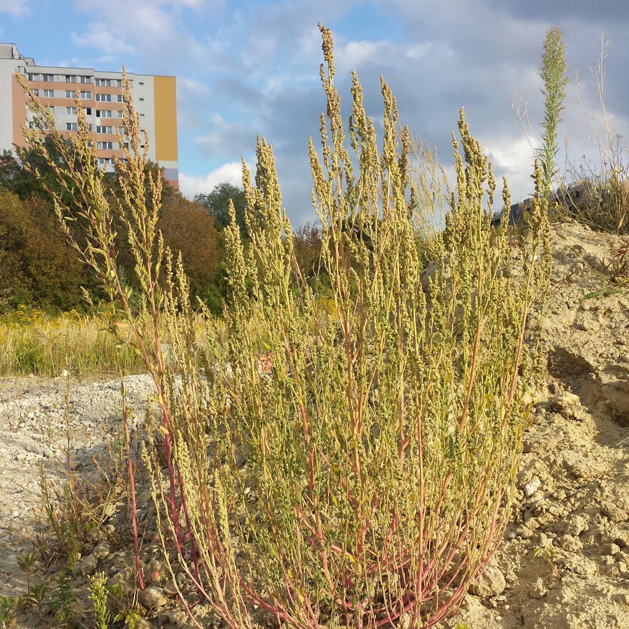 Melganzenvoet (Chenopodium album) zaden