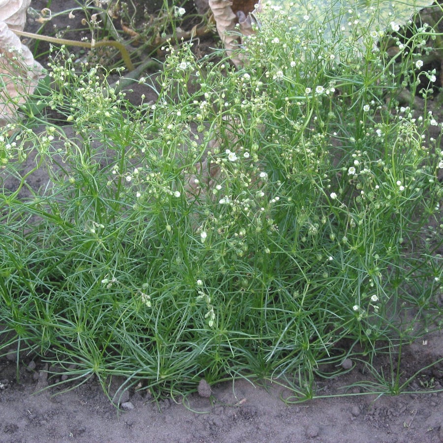 Gewone spurrie (Spergula arvensis) zaden