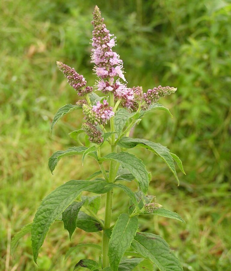Hertsmunt (Mentha longifolia) zaden