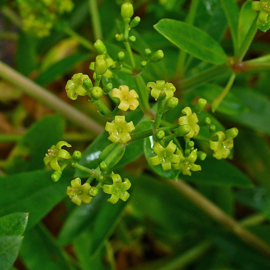 Meekrap (Rubia tinctorum) zaden