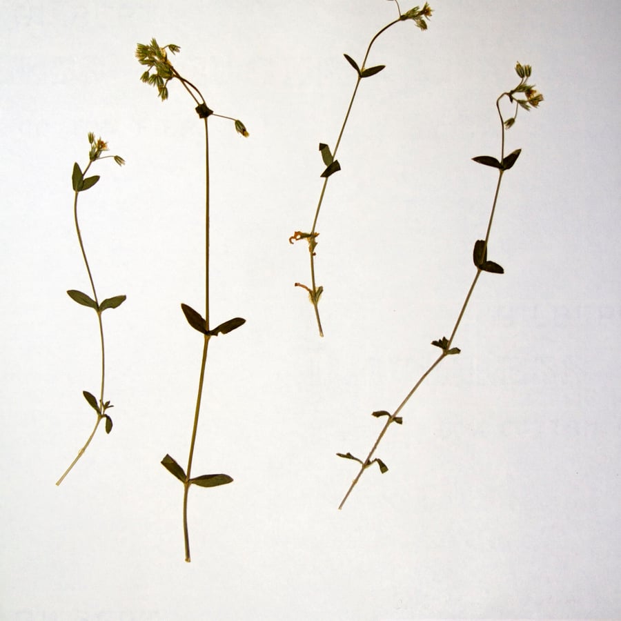 Glanzige hoornbloem (Cerastium fontanum ssp. holosteoides) zaden