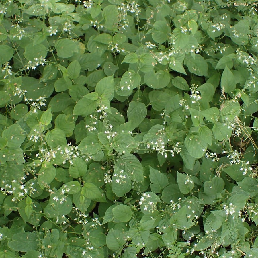 Groot heksenkruid (Circaea lutetiana) zaden