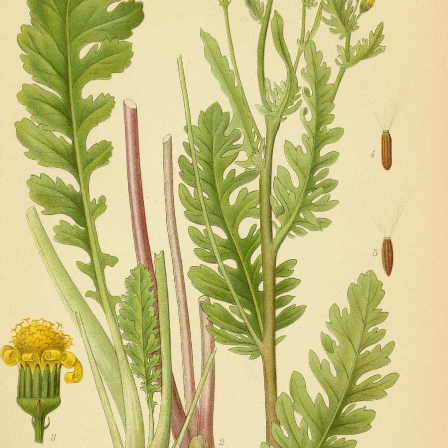 Gewoon jakobskruiskruid (Jacobaea vulgaris ssp. vulgaris) zaden