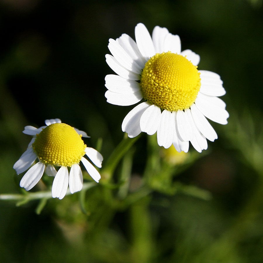 Echte kamille (Matricaria chamomilla) zaden