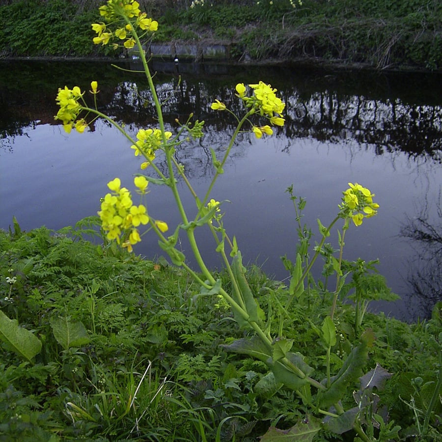 Raapzaad (Brassica rapa) zaden
