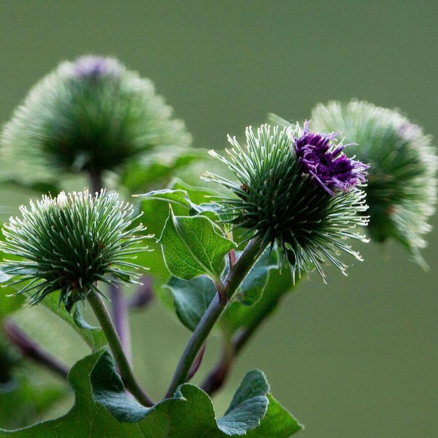 Grote klit BIO (Arctium lappa) zaden