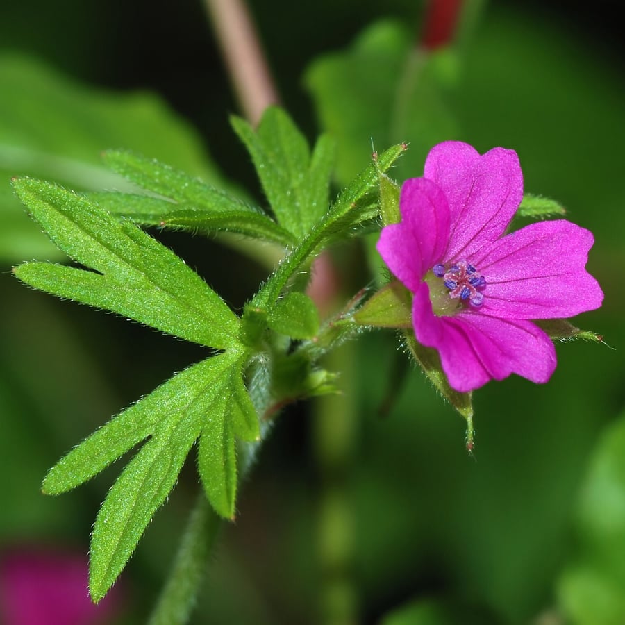 Slipbladig ooievaarsbek (Geranium dissectum) zaden
