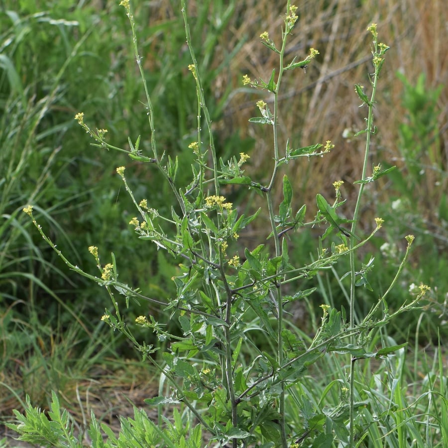 Gewone raket (Sisymbrium officinale) zaden