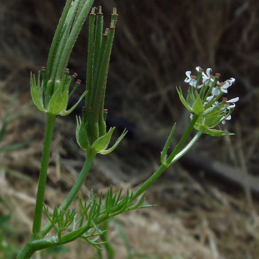 Naaldenkervel (Scandix pecten-veneris) zaden