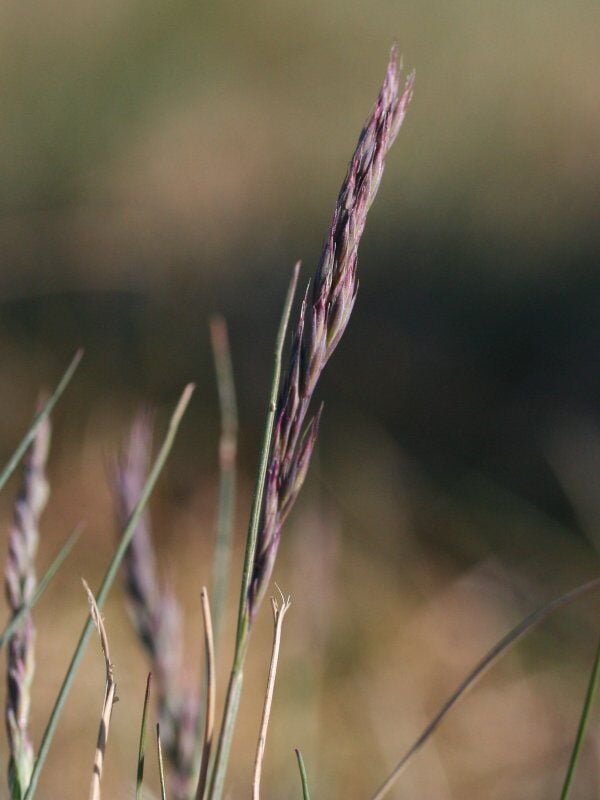 Hard zwenkgras (Festuca brevipila) zaden