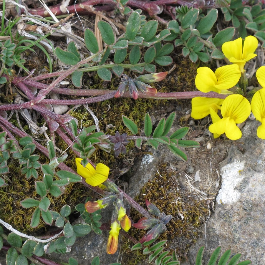 Paardenhoefklaver (Hippocrepis comosa) zaden