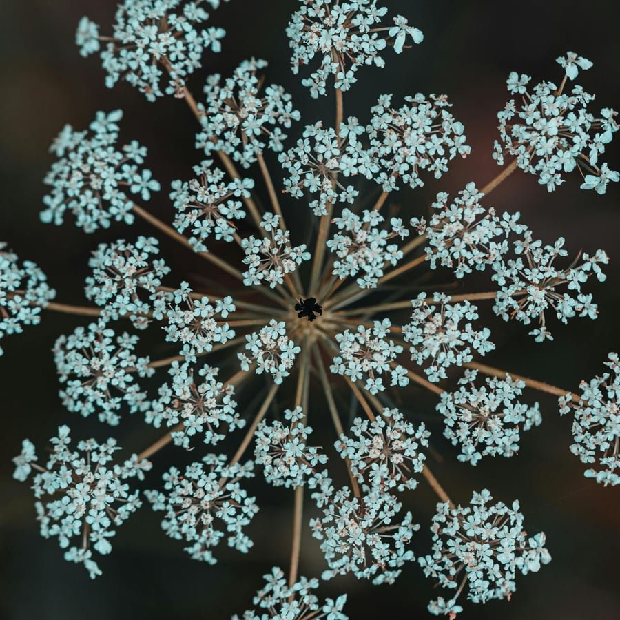 Wilde Peen BIO (Daucus carota) zaden