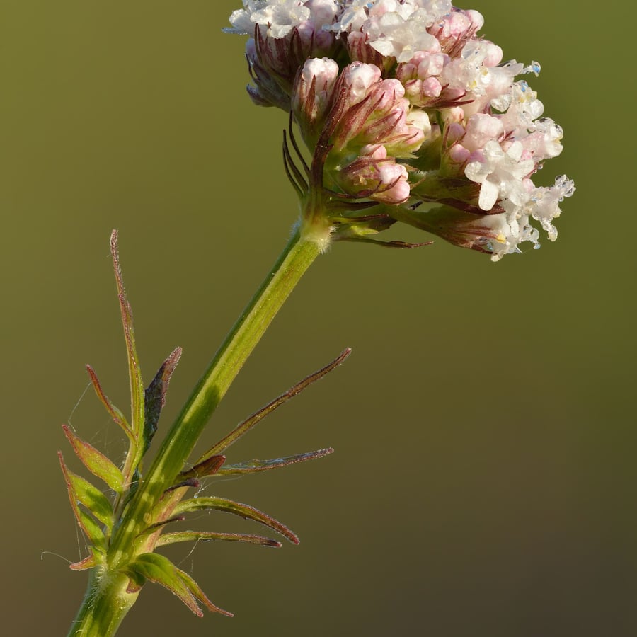 Echte valeriaan (Valeriana officinalis) zaden