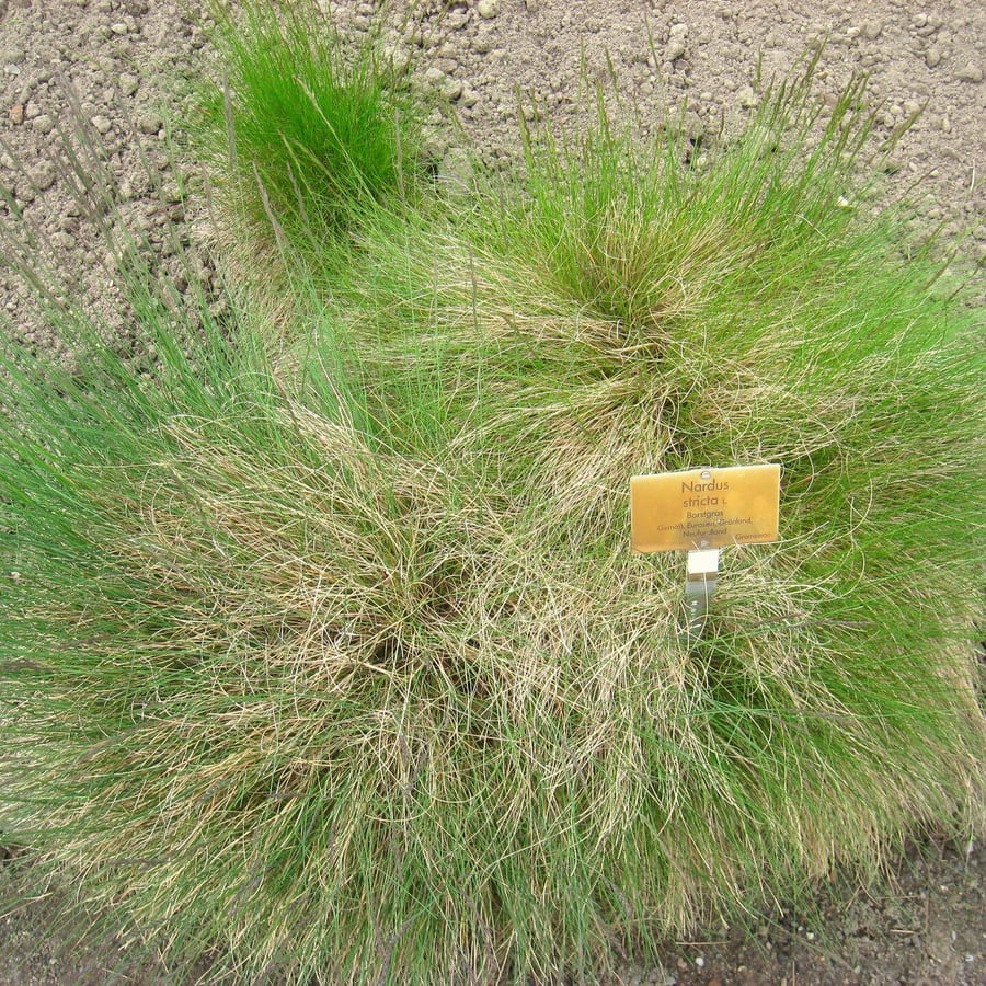 Borstelgras (Nardus stricta) zaden