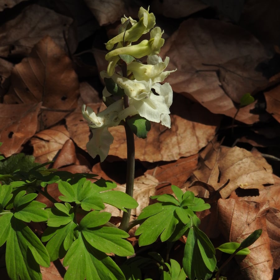 Holwortel (Corydalis cava) zaden
