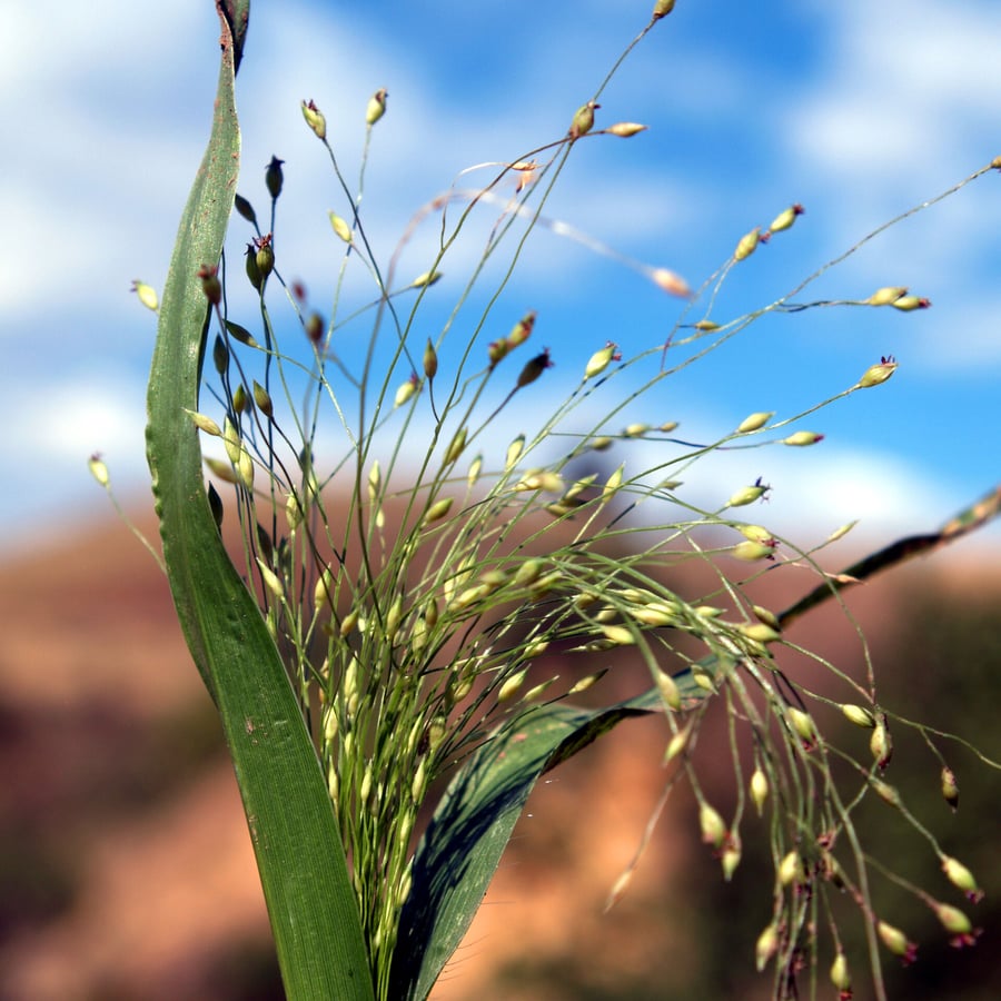 Draadgierst (Panicum capillare) zaden