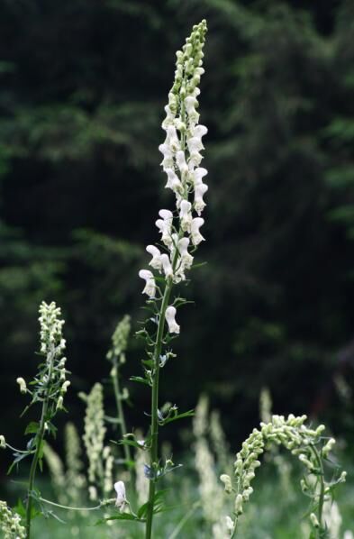 Gele monnikskap (Aconitum vulparia) zaden
