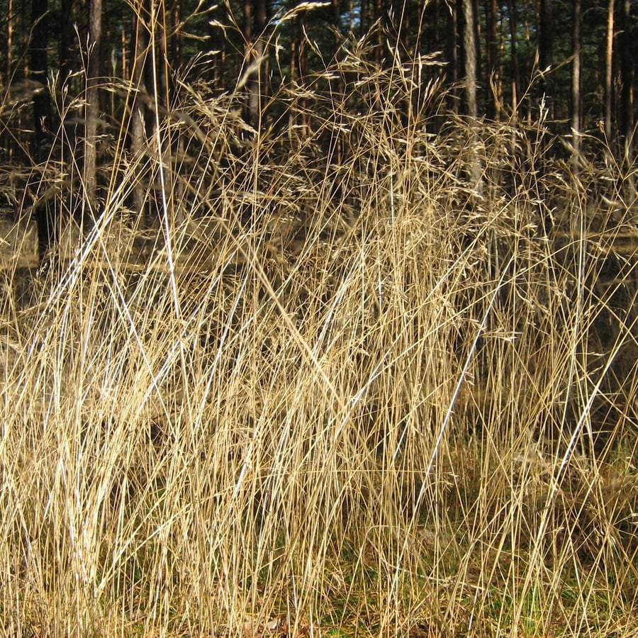 Bochtige smele (Avenella flexuosa) zaden