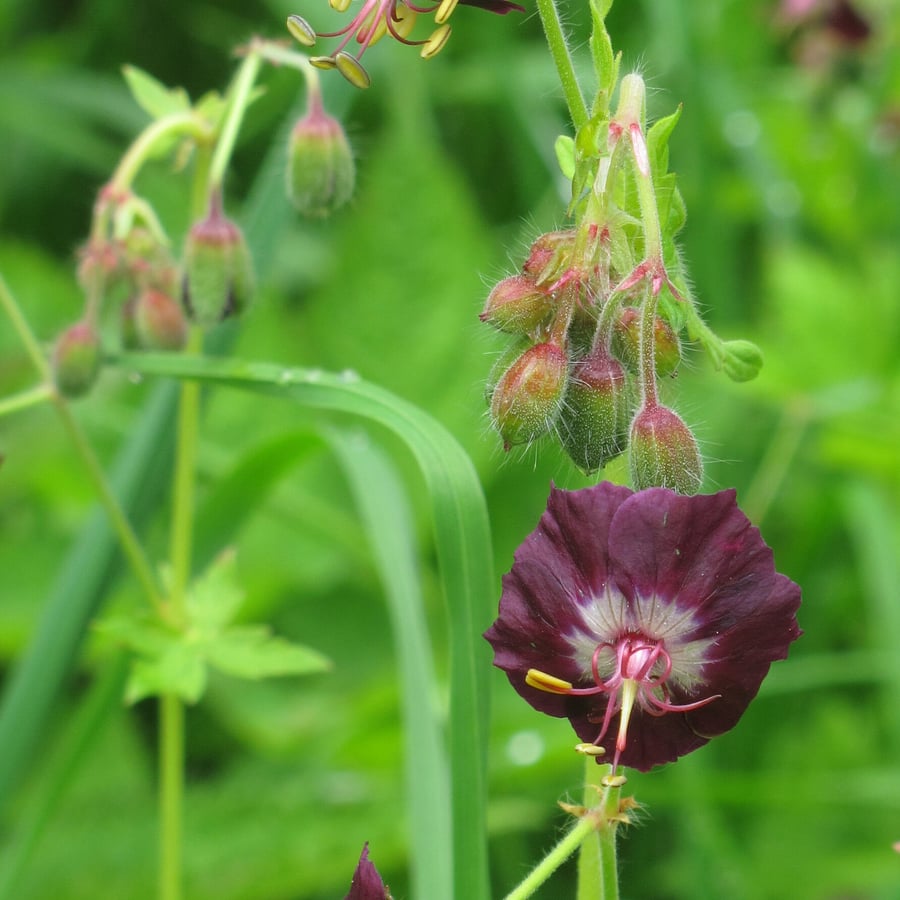 Donkere ooievaarsbek (Geranium phaeum) zaden