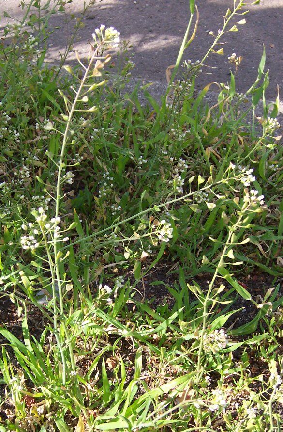 Herderstasje (Capsella bursa-pastoris) zaden