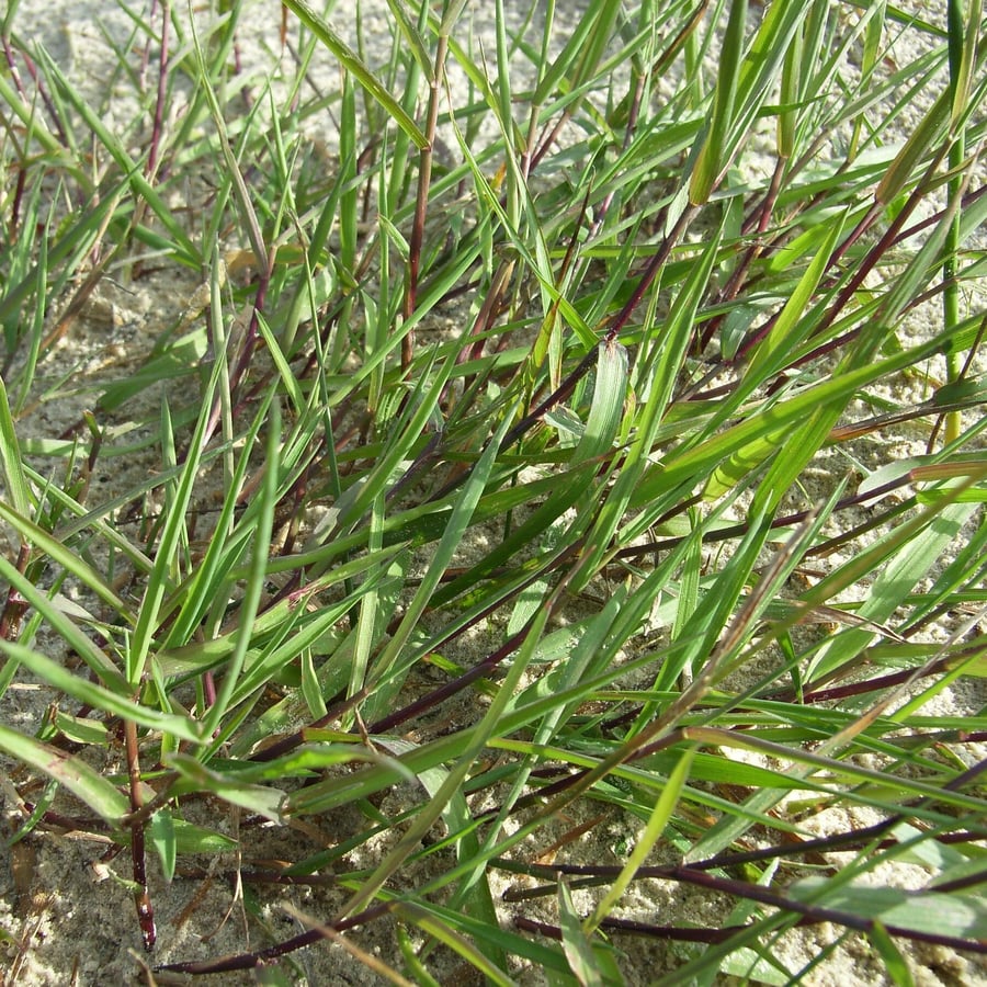 Fioringras (Agrostis stolonifera) zaden