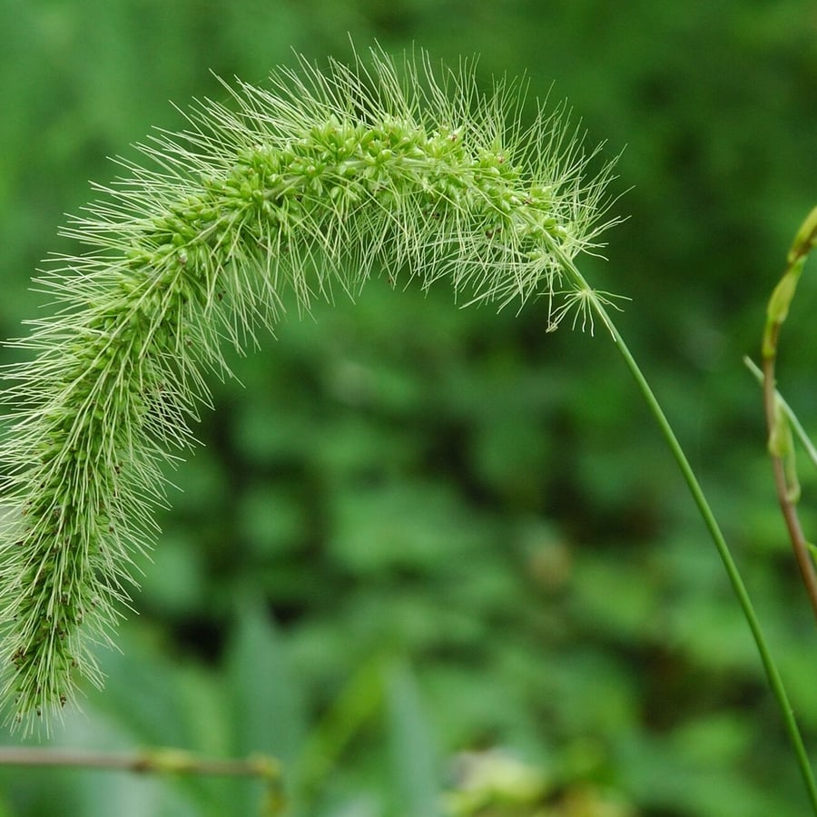 Groene naaldaar (Setaria viridis) zaden