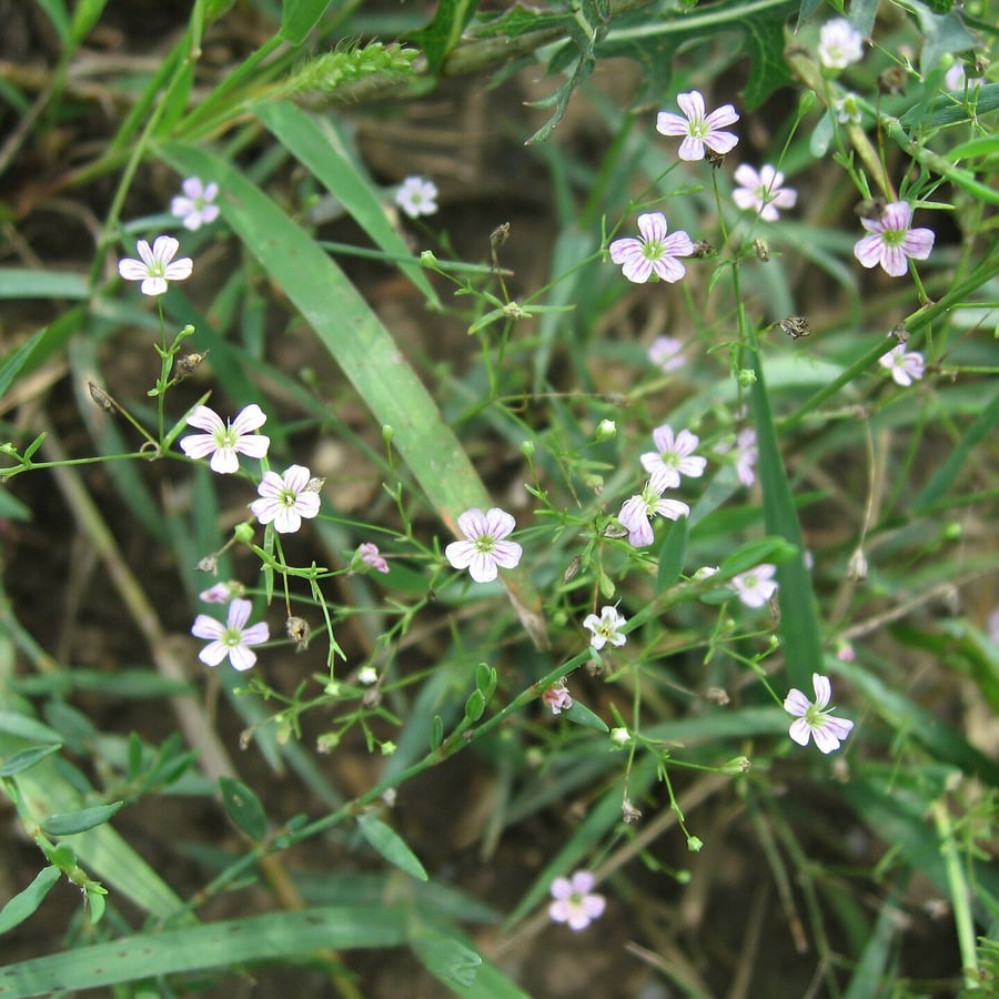 Gipskruid (Gypsophila muralis) zaden