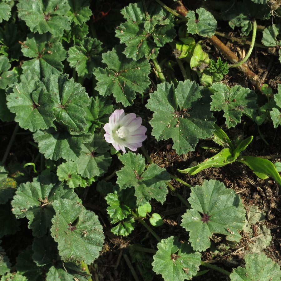Klein kaasjeskruid (Malva neglecta) zaden