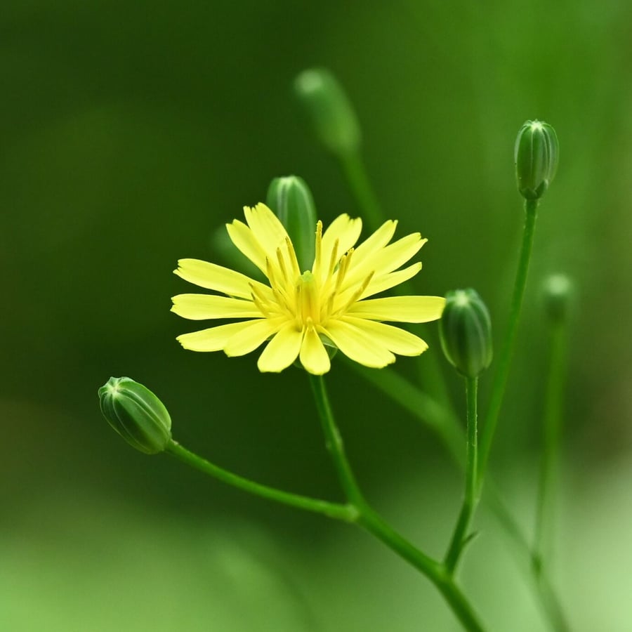 Akkerkool (Lapsana communis) zaden