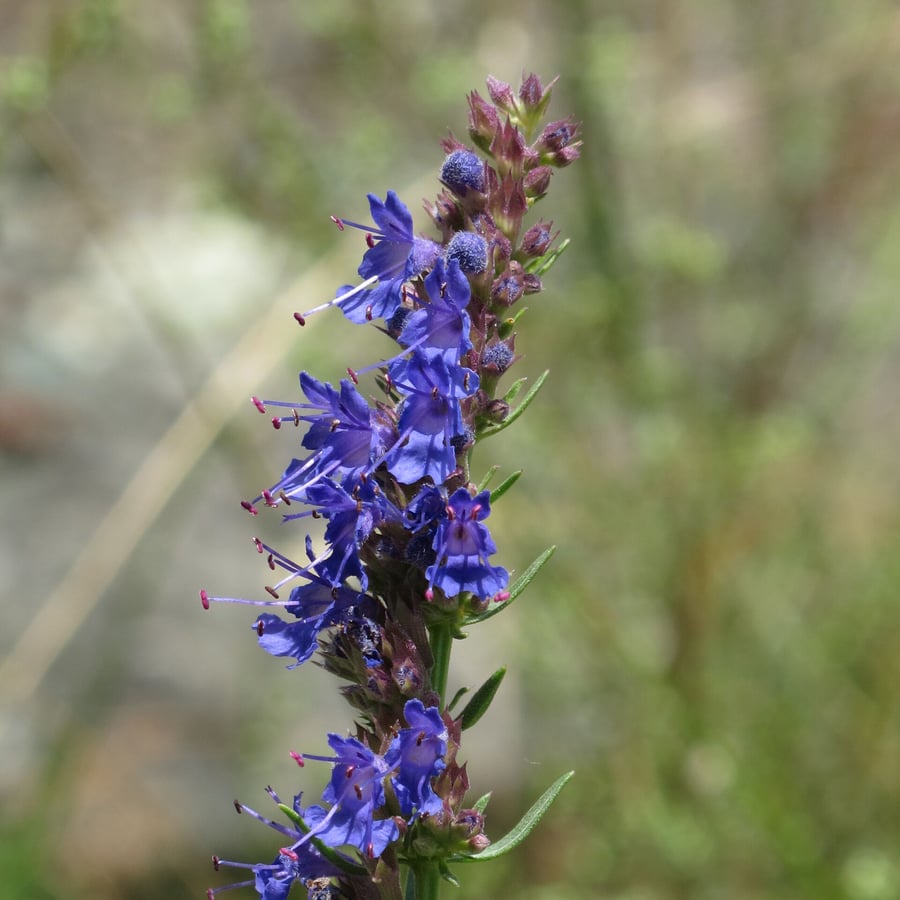 Hyssop (Hyssopus officinalis) zaden