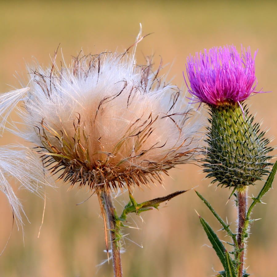 Speerdistel (Cirsium vulgare) zaden