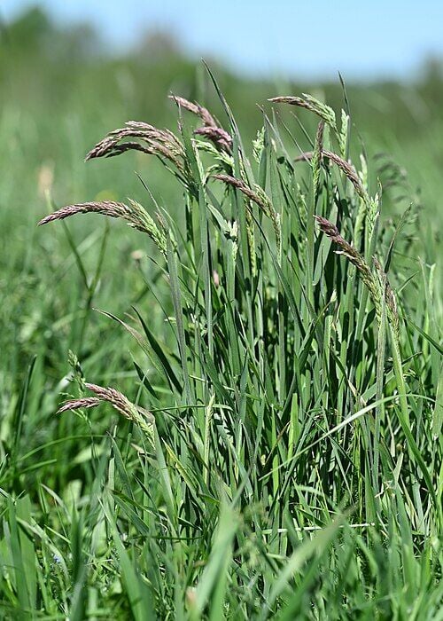 Gestreepte Witbol (Holcus lanatus) zaden
