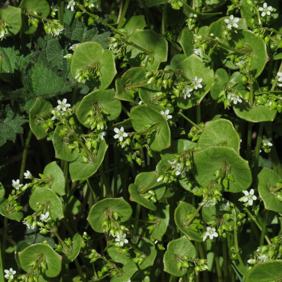 Winterpostelein (Claytonia perfoliata) zaden