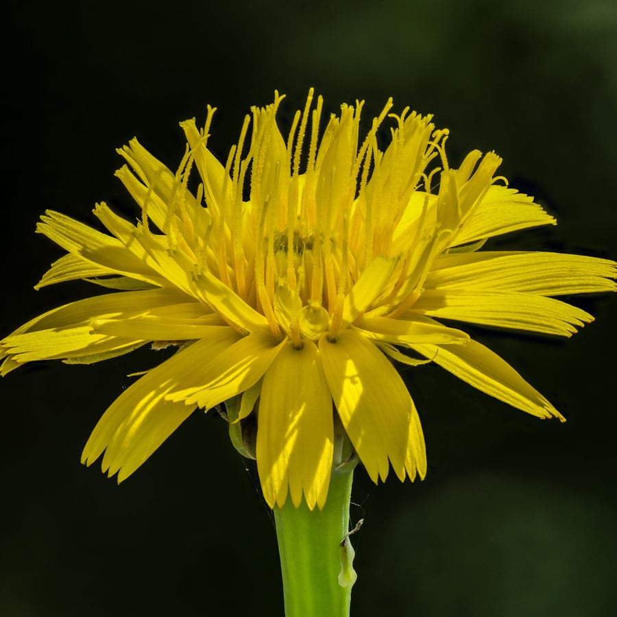 Groot streepzaad (Crepis biennis) zaden