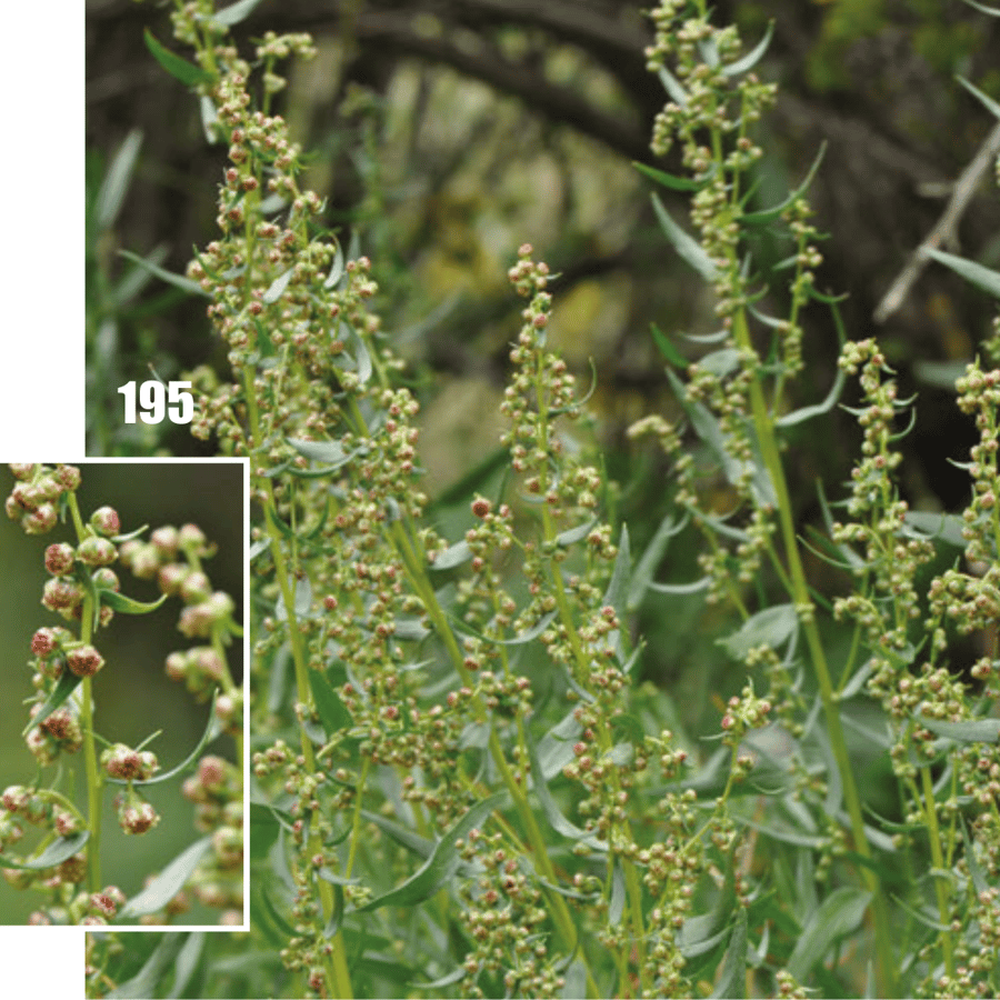 Dragon (Artemisia dracunculus) zaden