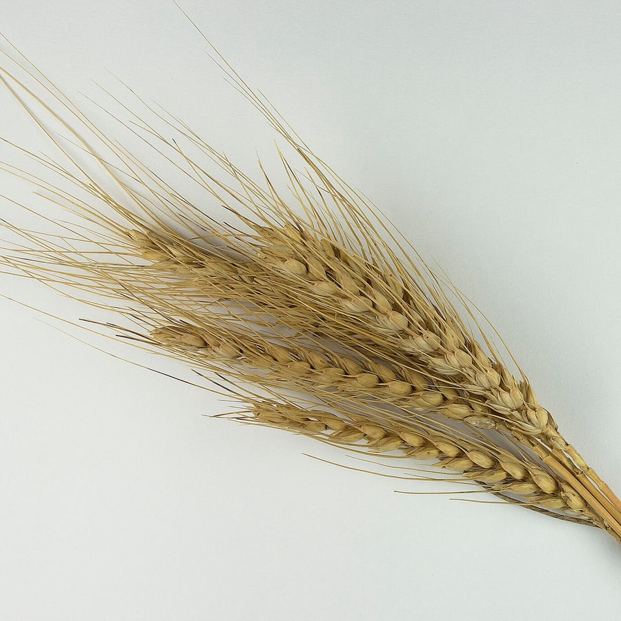 Tarwe (Triticum aestivum) zaden