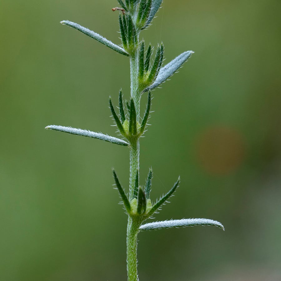 Ruw parelzaad (Lithospermum arvense) zaden