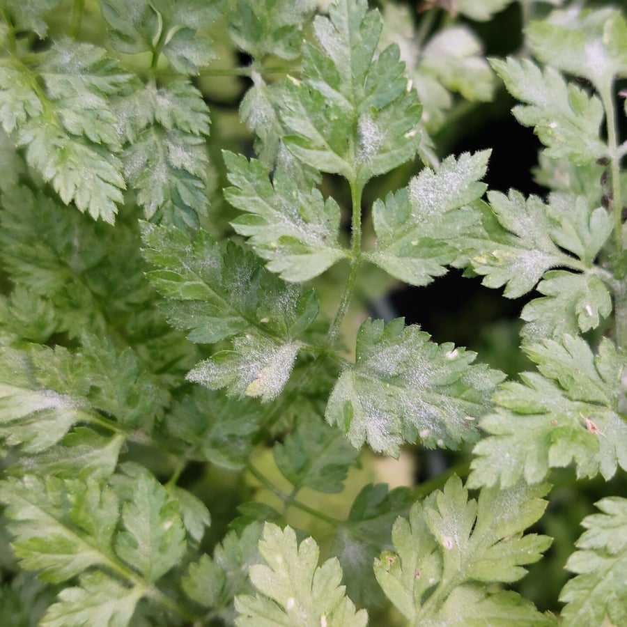Kervel (Anthriscus cerefolium) zaden