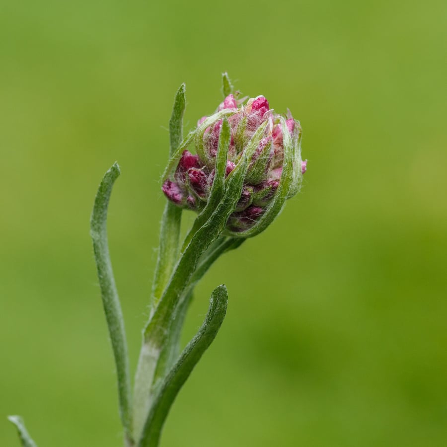 Rozenkransje (Antennaria dioica) zaden